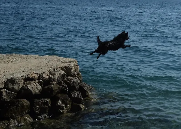 Campingplatz Pinus 2*