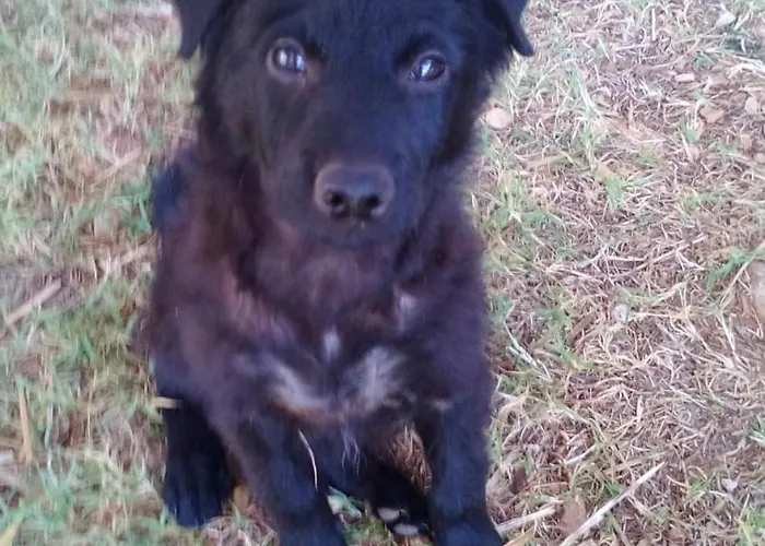 Campingplatz Pinus Starigrad Paklenica