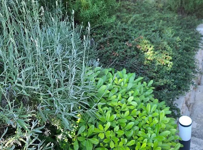 Pinus 2* Starigrad Paklenica